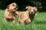 NORFOLK TERRIER 040